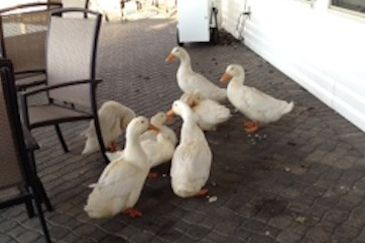 The ducks shortly before their rescue